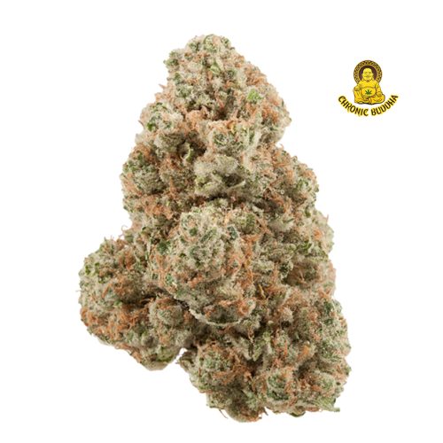 VERSACE x ANIMAL COOKIES