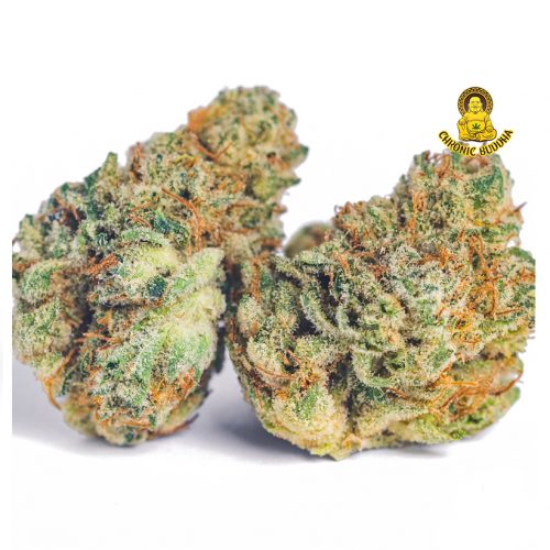 HALLE BERRY DREAM 4G