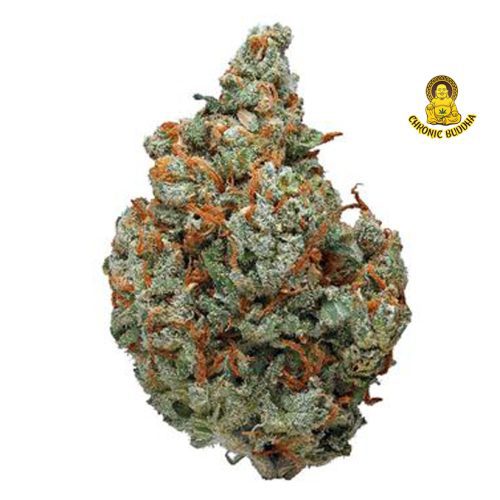 LS CINDERELLA SUPER JACK